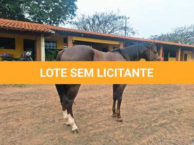 LOTE 011 - MCI PETER LEO FAME