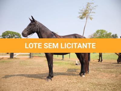 LOTE 012 - REVISTA DA SORTE GRANDE - MN