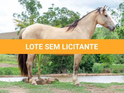 LOTE 005 - DANSARINA DO NORTE VELHO (2x1)