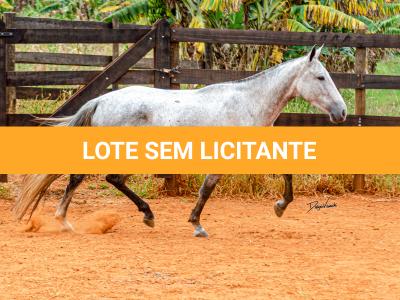 LOTE 017 - BETANIA DA NOVA TRADIÇÃO