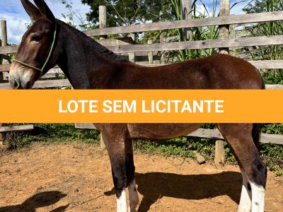 LOTE 007 - POESIA DO BANDEIRA