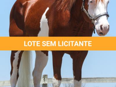 LOTE -200 - SMART CHIC DUNIT (Coberturas)