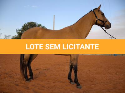 LOTE 004 - DAKOTA BARS LADY