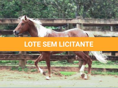 LOTE 020 - SPARK GOTTA SHINE