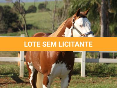 LOTE 024 - RUGER SHINING GUN