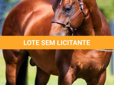LOTE -100 - TAPOCRAT - Coberturas