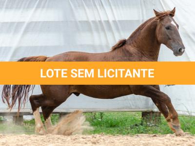 LOTE 017 - ENCANTADOR ESM DA PPMP