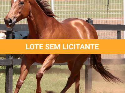 LOTE 015 - GEORGIA STUD HR