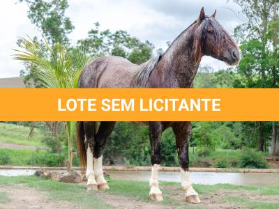 LOTE -100 - CAMPONES ESM DA PPMP (Coberturas)