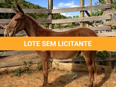 LOTE 009 - CAMPARI DO BANDEIRA