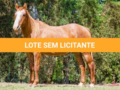 LOTE 014 - EMBRIÃO A EFETIVAR - BENETT DASH BULLION x TWIG LADY AG