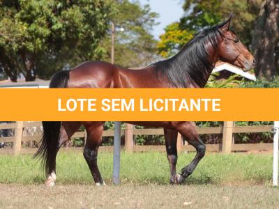 LOTE -300 - BRUBAKER TA FAME - Coberturas