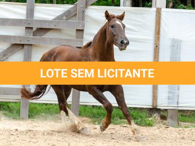 LOTE 017 - ENCANTADOR ESM DA PPMP