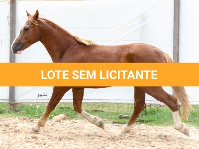 LOTE 018 - FANTASMA ESM DA PPMP