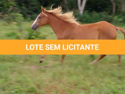 LOTE 017 - CANELA
