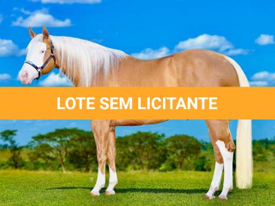 LOTE -200 - COLORADO TRUCK - Coberturas
