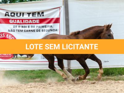 LOTE 017 - ENCANTADOR ESM DA PPMP