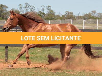 LOTE 015 - GEORGIA STUD HR