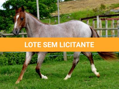 LOTE 002 - POP REY STAR MIME