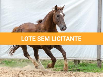 LOTE 017 - ENCANTADOR ESM DA PPMP