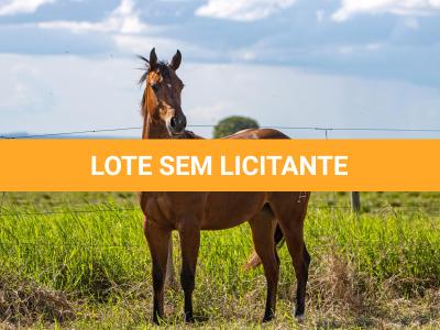 LOTE 002 - GUAPA PEPPY SAN