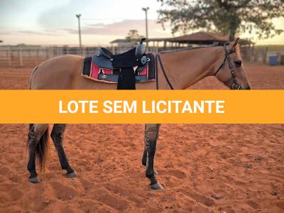 LOTE 004 - DAKOTA BARS LADY