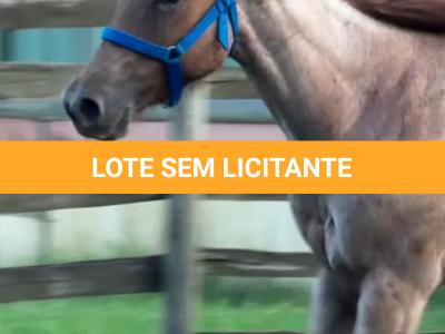 LOTE 009 - PRINCESS JAY KEYS