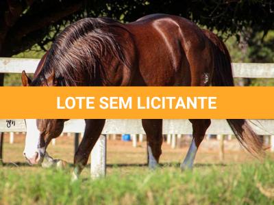 LOTE -100 - SECOND AMENDENT (Coberturas)