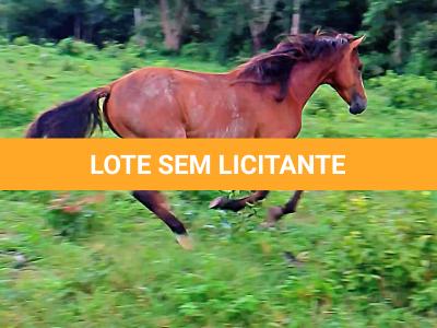 LOTE 019 - CANÁRIO DOS IPÊS