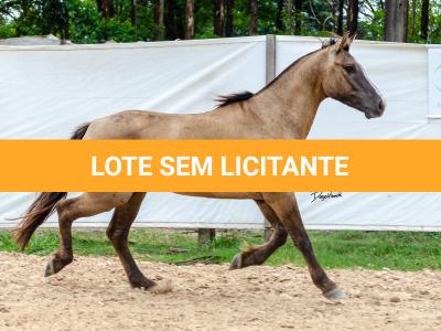 LOTE 011 - ATREVIDO ESM DA PPMP