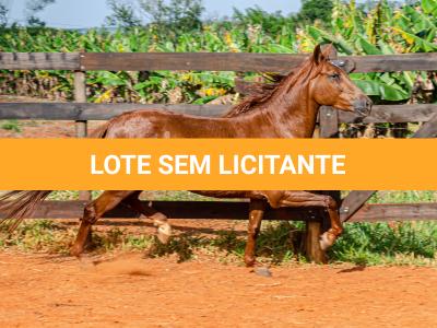 LOTE 018 - KKKK RESGATE DA TRADIÇÃO