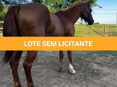 LOTE 008 - DYNA ROOSTER
