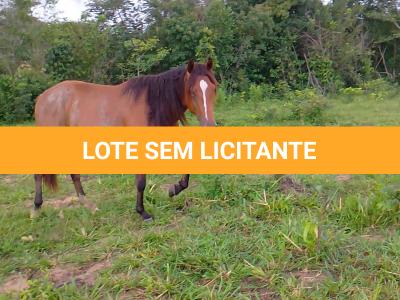 LOTE 019 - CANÁRIO DOS IPÊS