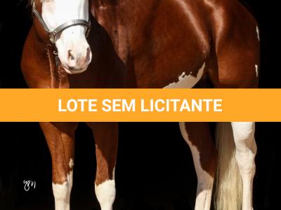 LOTE -200 - SMART CHIC DUNIT (Coberturas)
