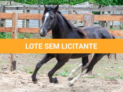 LOTE 019 - CACIQUE ESM DA PPMP