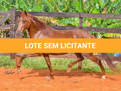 LOTE 018 - KKKK RESGATE DA TRADIÇÃO