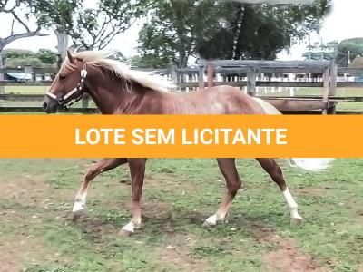 LOTE 020 - SPARK GOTTA SHINE