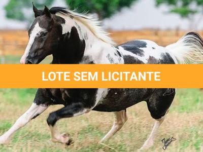 LOTE 004 - BRIGALENA RICOCHET HRM - TE