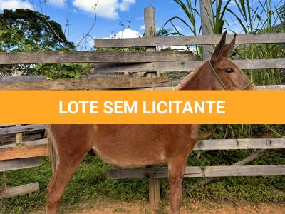 LOTE 009 - CAMPARI DO BANDEIRA