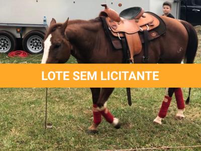 LOTE 005 - SANJOS MEDADAS ME