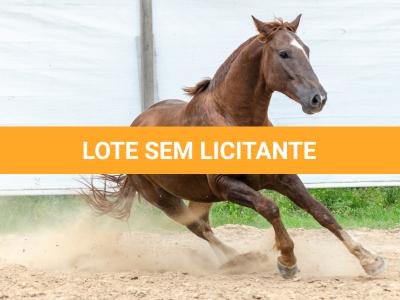 LOTE 017 - ENCANTADOR ESM DA PPMP