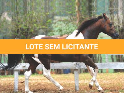 LOTE 001 - JR SMART HANGIN