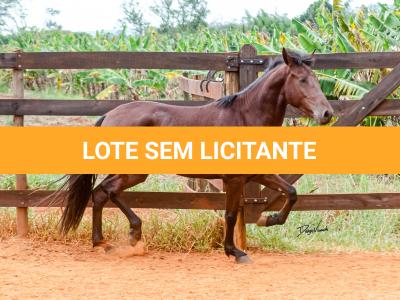LOTE 016 - BADOKE DA NOVA TRADIÇÃO