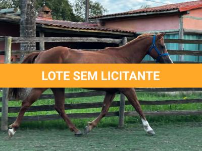 LOTE 008 - DYNA ROOSTER