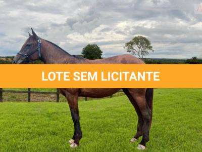 LOTE 009 - DUQUESA