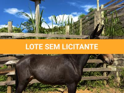 LOTE 008 - CUBANITA DO BANDEIRA