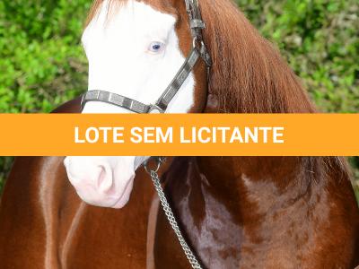 LOTE 008 - WHIZ BOY Z