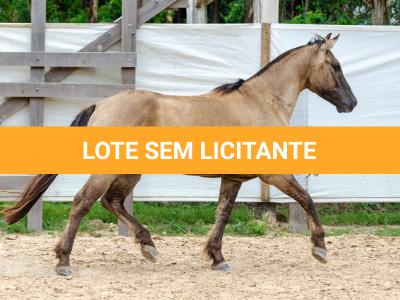 LOTE 011 - ATREVIDO ESM DA PPMP