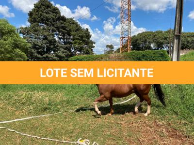 LOTE 005 - SANJOS MEDADAS ME