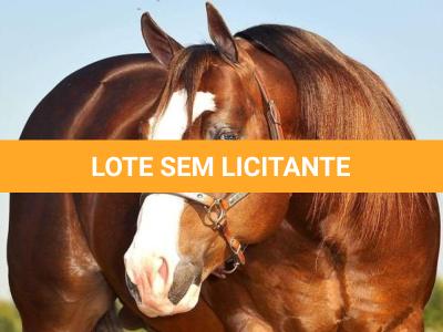 LOTE -100 - SECOND AMENDENT (Coberturas)